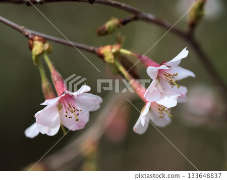 玉町地櫻(Okuchojizakura)三月開花 玉町地櫻(Okuchojizakura)三月開花 133648837