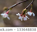 Okuchojizakura (Okuchoji cherry blossoms) blooming in March 133648838