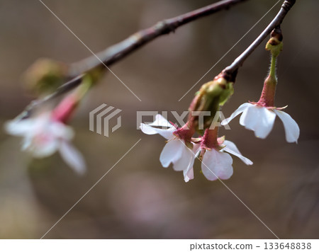 玉町地櫻(Okuchojizakura)三月開花 玉町地櫻(Okuchojizakura)三月開花 133648838