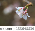Okuchojizakura (Okuchoji cherry blossoms) blooming in March 133648839