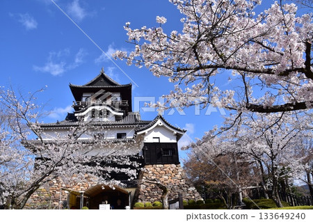 Inuyama City, Aichi Prefecture, Japan: Inuyama Castle in spring and cherry blossoms in full bloom, Japan's oldest national treasure castle tower and beautiful blue sky 133649240