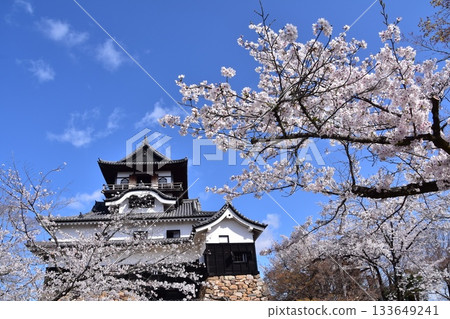 Inuyama City, Aichi Prefecture, Japan: Inuyama Castle in spring and cherry blossoms in full bloom, Japan's oldest national treasure castle tower and beautiful blue sky 133649241