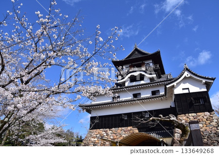 Inuyama City, Aichi Prefecture, Japan: Inuyama Castle in spring and cherry blossoms in full bloom, Japan's oldest national treasure castle tower and beautiful blue sky 133649268