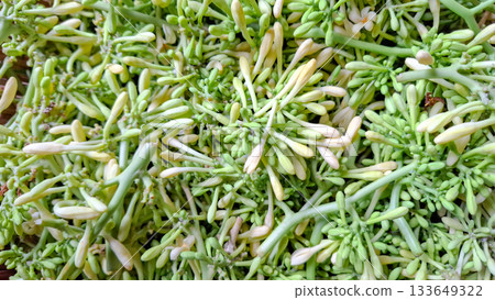 Fresh Papaya Flower Buds Full Frame Background. Close-up of Green Carica Papaya Vegetable Fresh Papaya Flower Buds Full Frame Background. Close-up of Green Carica Papaya Vegetable 133649322