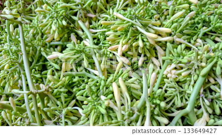 Vibrant Papaya Flower Buds and Stems. Full Frame Organic Pattern of Carica Papaya Ingredient 133649427