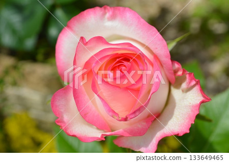 Roses bloomed 133649465