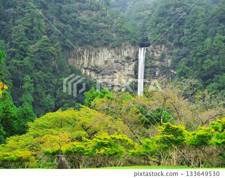 Nachi Falls surrounded by deep greenery 133649530