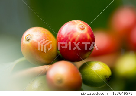 Farmer concept harvest fruit ripe coffee seed robusta arabica berry close up fresh green leaf bean picking orange crop red yellow berries raw plant tree farm growth blur background eco organic garden 133649575