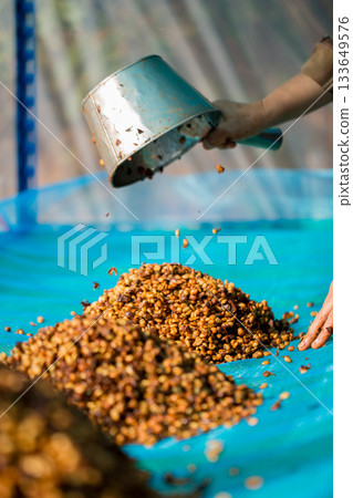 Close up smart farmer techniques hand coffee bean machinery roast apparatus dry sunlight tool sunbeam sunray sunshine fresh garden produce agriculture promotes farmer concept farm blur background Close up smart farmer techniques hand coffee bean machinery roast apparatus dry sunlight tool sunbeam sunray sunshine fresh garden produce agriculture promotes farmer concept farm blur background 133649576