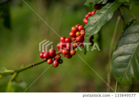 Farmer concept harvest fruit ripe coffee seed robusta arabica berry close up fresh green leaf bean picking orange crop red yellow berries raw plant tree farm growth blur background eco organic garden Farmer concept harvest fruit ripe coffee seed robusta arabica berry close up fresh green leaf bean picking orange crop red yellow berries raw plant tree farm growth blur background eco organic garden 133649577