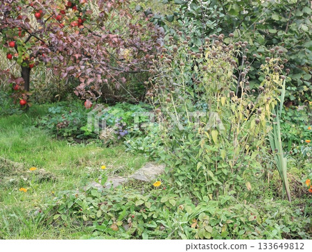 Monarda didyma plant with dry flower heads in autumn garden. 133649812