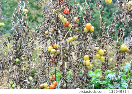 Late Blight of tomato, lat. Phytophthora infestans in late summer. 133649814