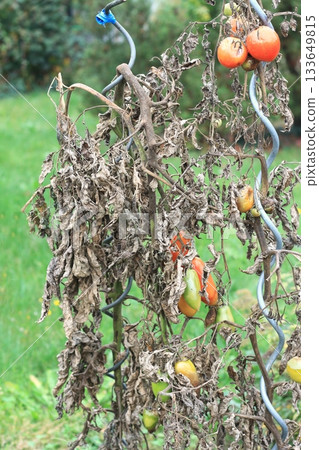 Late Blight of tomato, lat. Phytophthora infestans in late summer. Late Blight of tomato, lat. Phytophthora infestans in late summer. 133649815