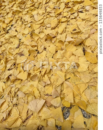 Ginkgo image Ginkgo image 133649853