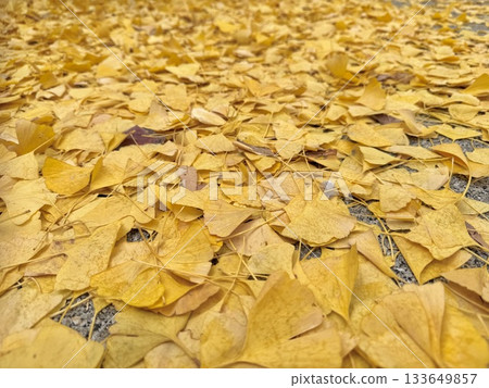 Ginkgo image Ginkgo image 133649857