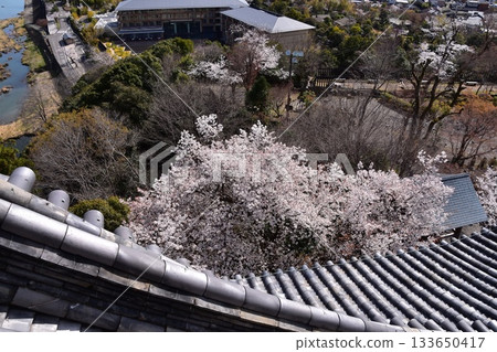 Inuyama City, Aichi Prefecture, Japan: Inuyama Castle in spring and cherry blossoms in full bloom. View from the top floor of the national treasure castle tower, the surrounding cityscape and nature. 133650417