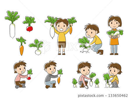 Vegetable harvest 133650462