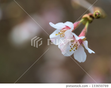 Okuchojizakura (Okuchoji cherry blossoms) blooming in March 133650789