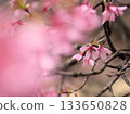 Beautiful pink Okamezakura cherry blossoms blooming in March 133650828