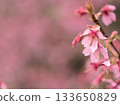 Beautiful pink Okamezakura cherry blossoms blooming in March 133650829