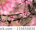 Beautiful pink Okamezakura cherry blossoms blooming in March 133650830