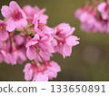 Pink Heishichizakura cherry blossoms blooming in March 133650891