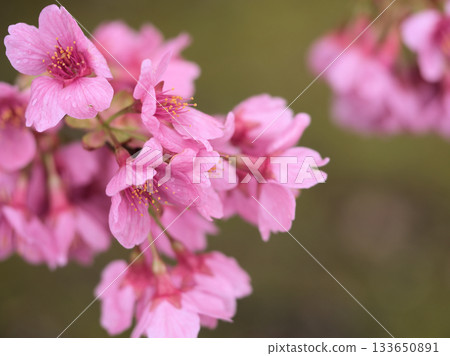 Pink Heishichizakura cherry blossoms blooming in March Pink Heishichizakura cherry blossoms blooming in March 133650891