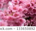 Pink Heishichizakura cherry blossoms blooming in March 133650892