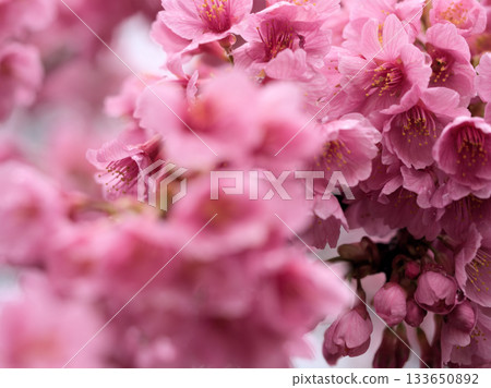 Pink Heishichizakura cherry blossoms blooming in March Pink Heishichizakura cherry blossoms blooming in March 133650892