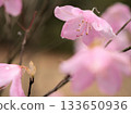 Pink rhododendron flowers blooming in March 133650936