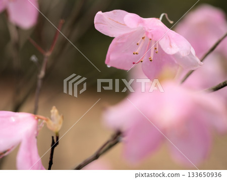 Pink rhododendron flowers blooming in March 133650936