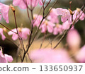 Pink rhododendron flowers blooming in March 133650937