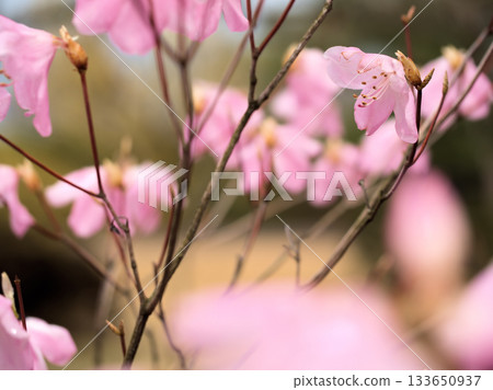 三月盛開的粉紅杜鵑花 三月盛開的粉紅杜鵑花 133650937