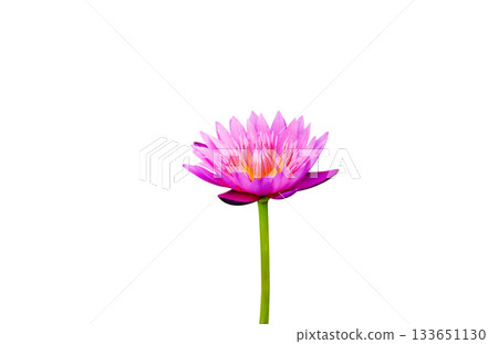 Pink flowers, pink lotus, isolated on white background. 133651130