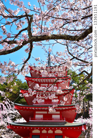 春季櫻花 新倉山淺間神社五重塔 133651191