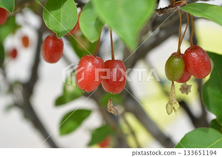 Gummy fruit 133651194