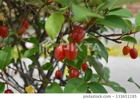 Gummy fruit 133651195
