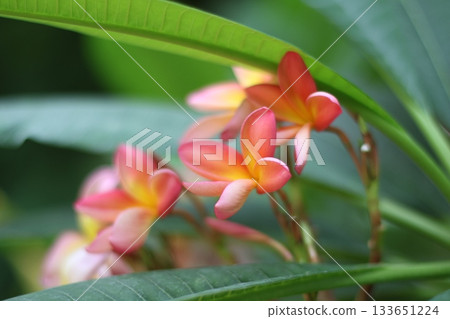 Beautiful rose magnolia flower close up photography. Beautiful rose magnolia flower close up photography. 133651224