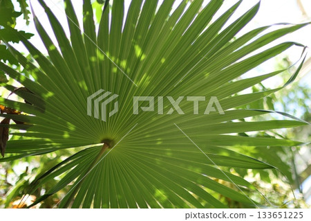 Palm leaf close up photography Palm leaf close up photography 133651225