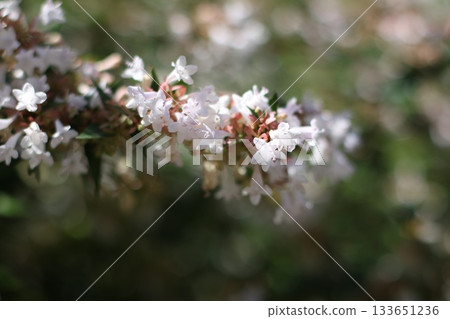 Charming tree branch with tiny flowers. Charming tree branch with tiny flowers. 133651236