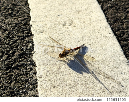 Red dragonfly perched on the ground Red dragonfly perched on the ground 133651303