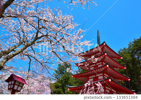 春季櫻花 新倉山淺間神社五重塔 春季櫻花 新倉山淺間神社五重塔 133651304