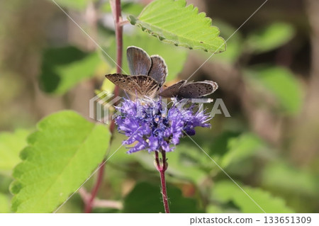 Two butterflies sucking nectar from the purple flowers of a flower blooming in the autumn garden. Two butterflies sucking nectar from the purple flowers of a flower blooming in the autumn garden. 133651309