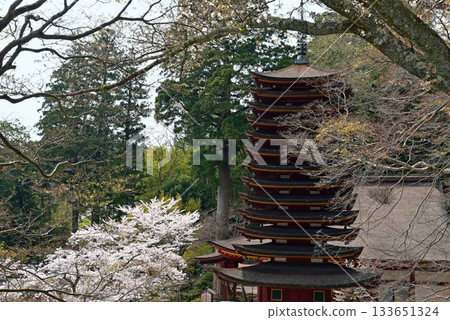 春天故事三晉神社 春天故事三晉神社 133651324