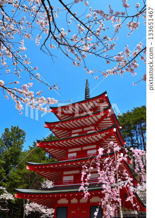 春季櫻花 新倉山淺間神社五重塔 133651467