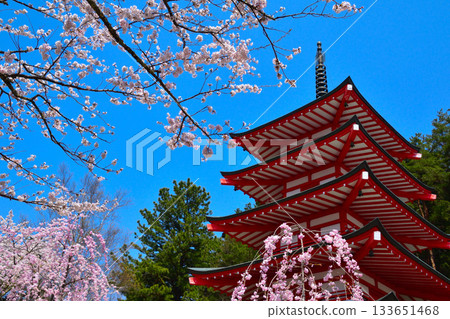 Spring Cherry Blossoms Arakurayama Sengen Shrine Five-Story Pagoda 133651468