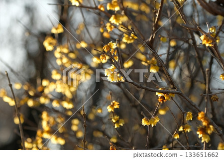 洛白花 133651662