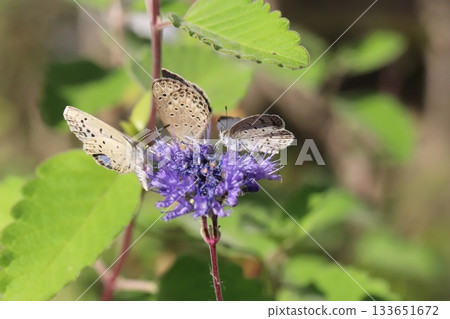 Three Yamato Shijimi butterflies sucking nectar from purple daisy flowers blooming in an autumn garden Three Yamato Shijimi butterflies sucking nectar from purple daisy flowers blooming in an autumn garden 133651672