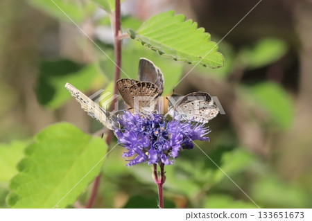 Three Yamato Shijimi butterflies sucking nectar from purple daisy flowers blooming in an autumn garden 133651673
