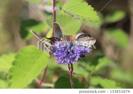 Three Yamato Shijimi butterflies sucking nectar from purple daisy flowers blooming in an autumn garden 133651674